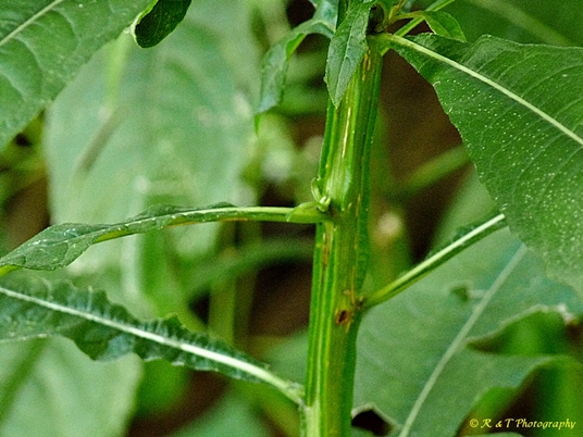 {Verbesina alternifolia}
